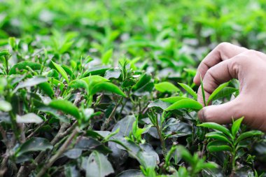 Organik beyaz ve yeşil çay için bir çay bahçesinde çay yaprakları tomurcuğu koparma el