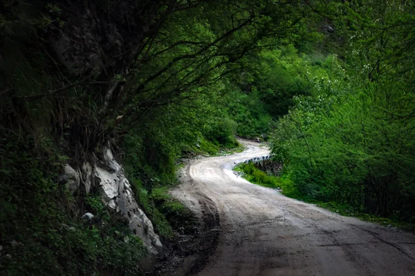 ışık ve gölgeler de ormanda kavisli yol yolu