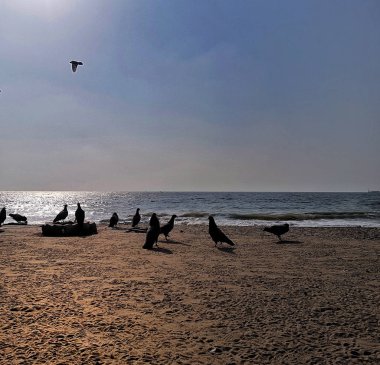 gün ışığı suya yansıyan bir deniz plajında güvercin silueti