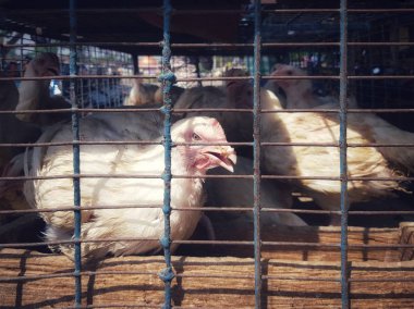 Kasap et dükkanında Satılık bir kafes beyaz Broiler tavuk