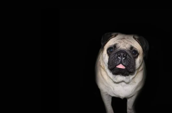 Pug, dog, black, face, background, cheful, purebred, pet, brown, portrait, close-up, fawn, look, nature, question, up, domestic, friendship, nobody, adorable, cute, animal, happy, one, view, white , — Stok Foto