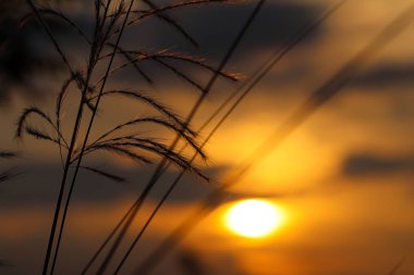 kush çim veya kash ful seçici odak ile arka planda altın güneş ışığı ile makro görüntü yakın