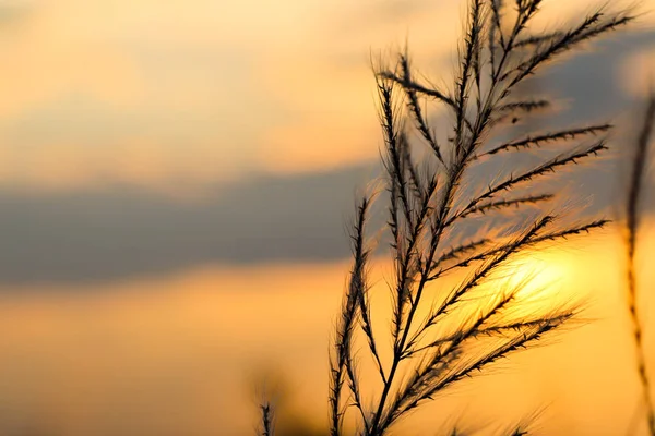 Kush grass or kash ful close up macro image with golden sun light in the background with selective focus — Stock Photo, Image