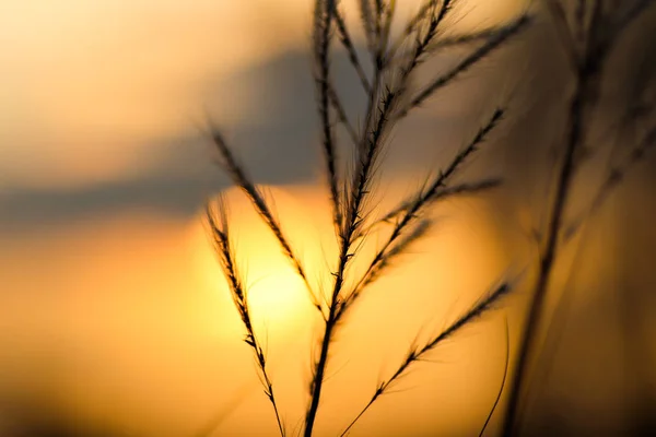 Kush grama ou kash ful close up imagem macro com luz solar dourada no fundo com foco seletivo — Fotografia de Stock
