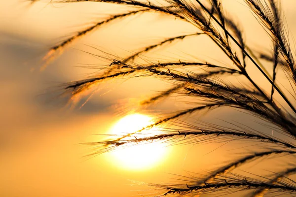 Kush grass or kash ful close up macro image with golden sun light in the background with selective focus — Stock Photo, Image