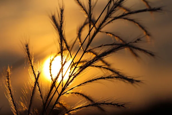 Kush çim veya kash ful seçici odak ile arka planda altın güneş ışığı ile makro görüntü yakın — Stok fotoğraf