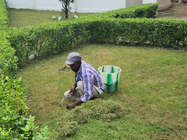 November Kishanganj Bihar India Gardener Manually Cutting Grass Sickle Knife — Stock Photo, Image