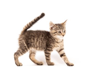 Şirin bebek beyaz arka plan üzerinde izole üç aylık tabby yavru kedi