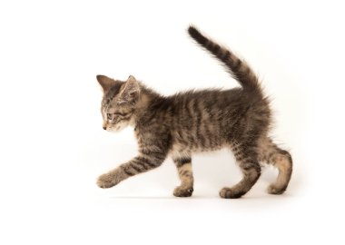Şirin bebek beyaz arka plan üzerinde izole üç aylık tabby yavru kedi