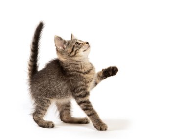 Şirin bebek beyaz arka plan üzerinde izole üç aylık tabby yavru kedi