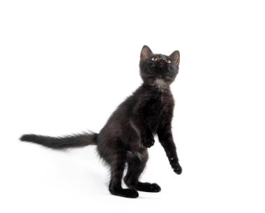 Şirin bebek siyah yavru kedi beyaz arka plan üzerinde izole arka ayakları üzerinde