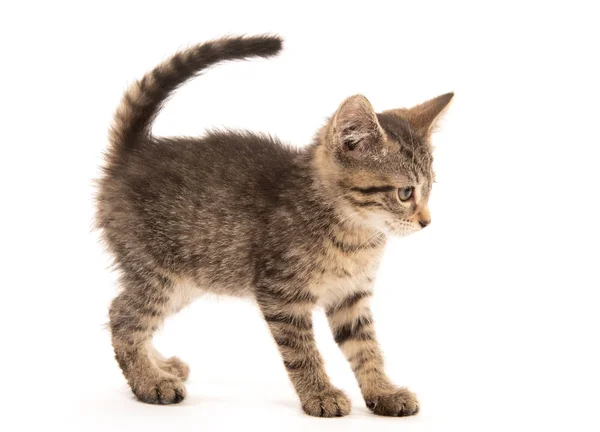 Lindo Bebé Tres Meses Edad Gatito Tabby Aislado Sobre Fondo —  Fotos de Stock