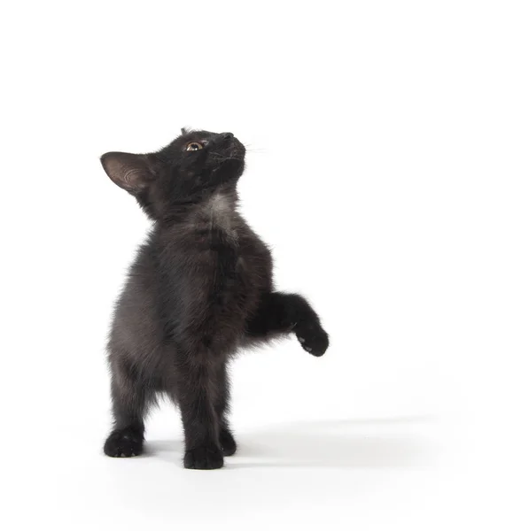 Bonito Bebê Preto Gatinho Traseira Pernas Isolado Branco Fundo — Fotografia de Stock