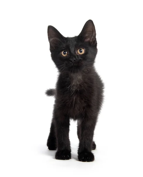 Chaton Noir Mignon Regardant Caméra Isolée Sur Fond Blanc — Photo