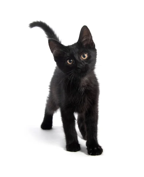 Roztomilé Černé Kotě Při Pohledu Fotoaparát Izolovaných Bílém Pozadí — Stock fotografie