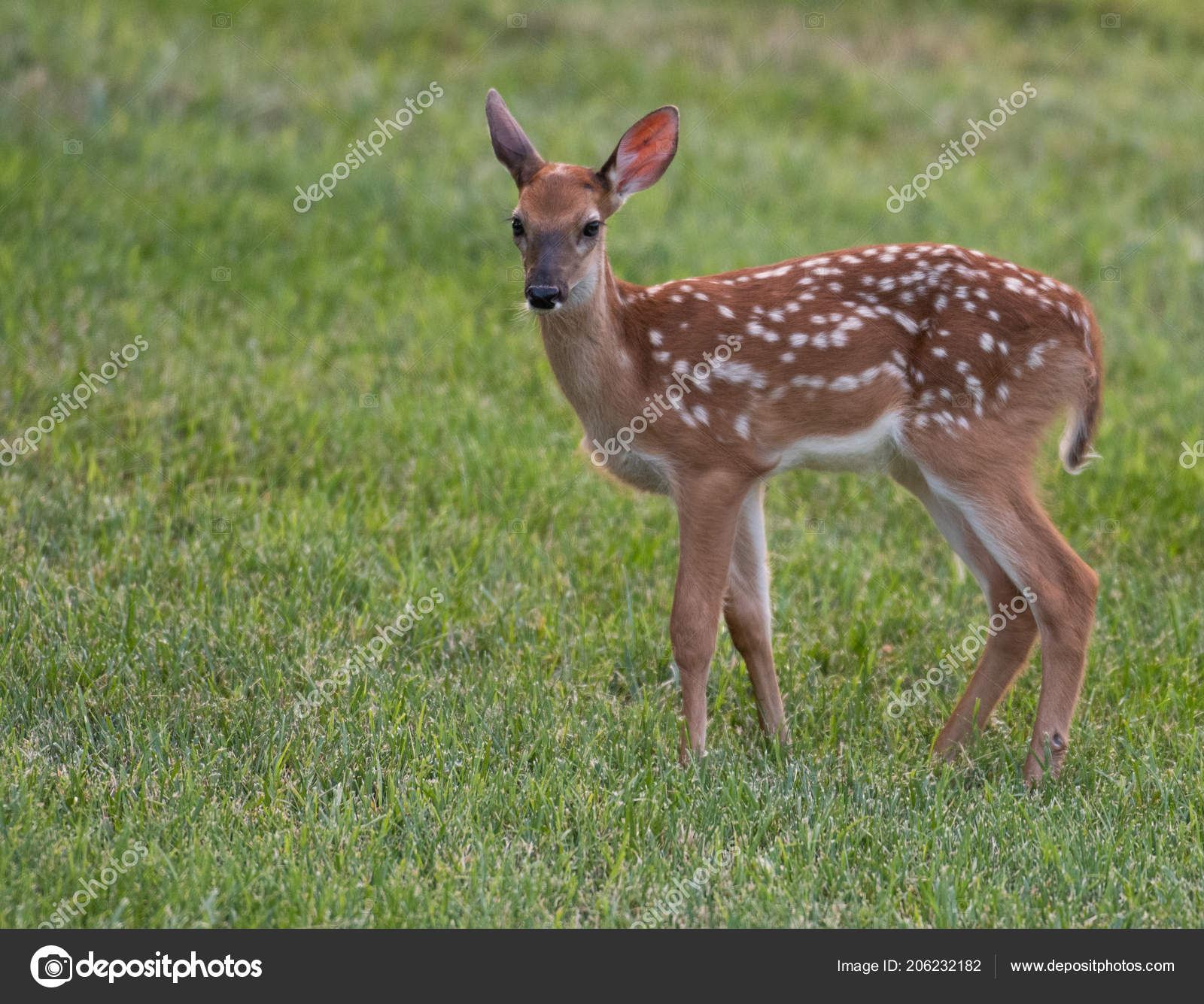 Faon Cerf Virginie Avec Des Taches Jouant Dans Pré Été — Photo de stock par  ©EEI_Tony - 206232182, image size:1600x1335