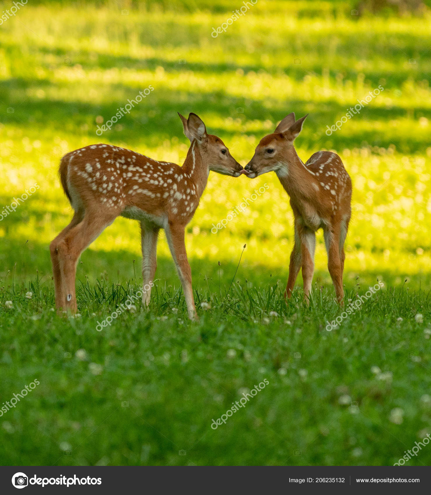 Deux Faons Cerf Virginie Nez Nez Dans Une Prairie Ouverte — Photo de stock  par ©EEI_Tony - 206235132, image size:1479x1700