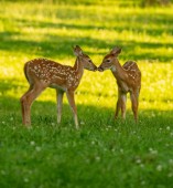 Картина, постер, плакат, фотообои "two white-tailed deer fawns nose to nose in an open meadow on a summer morning", артикул 206235132