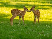 Картина, постер, плакат, фотообои "two white-tailed deer fawns nose to nose in an open meadow on a summer morning", артикул 206235152