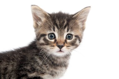 Şirin bebek tabby yavru kedi beyaz arka plan üzerinde izole portresi