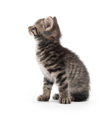 Beyaz arka plan üzerinde izole şirin bebek tabby yavru kedi oturma