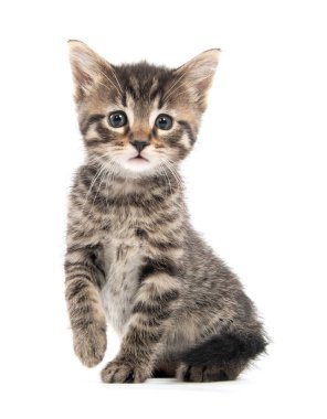 Beyaz arka plan üzerinde izole şirin bebek tabby yavru kedi oturma