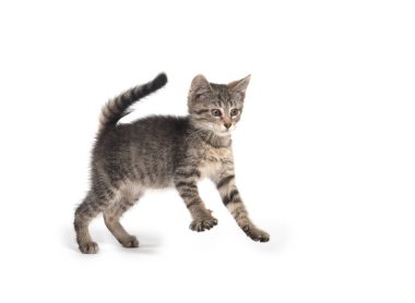Şirin bebek tabby yavru kedi atlama ve üzerinde beyaz bacvkground izole çalmaya