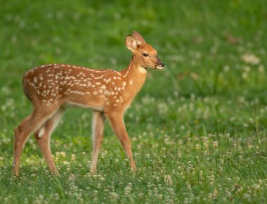 Ak kuyruklu geyik geyik yavrusu olarak yaz aylarında bir çayır.
