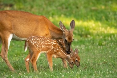 Ak kuyruklu geyik doe ve onun iki fawns yaz aylarında açık bir çayırda