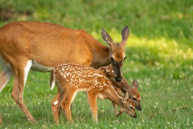 Ak kuyruklu geyik doe ve onun iki fawns yaz aylarında açık bir çayırda