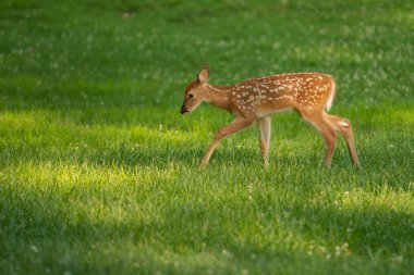 Ak kuyruklu geyik geyik yavrusu olarak yaz aylarında bir çayır.