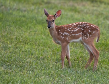 Ak kuyruklu geyik açık kahverengi benekli bir çayırda yaz aylarında oynarken.