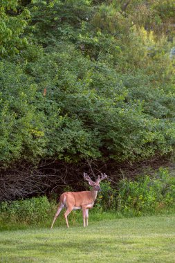 Büyük ak kuyruklu geyik kadife boynuzları ile yaz aylarında buck.