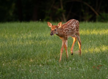 Ak kuyruklu geyik geyik yavrusu olarak yaz aylarında bir çayır.
