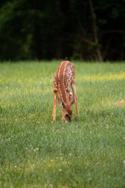 Ak kuyruklu geyik açık kahverengi benekli bir çayırda yaz aylarında otlatma.