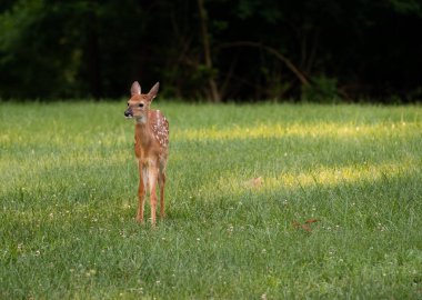 Ak kuyruklu geyik geyik yavrusu olarak yaz aylarında bir çayır.