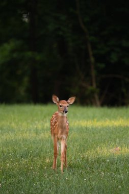 Ak kuyruklu geyik geyik yavrusu olarak yaz aylarında bir çayır.
