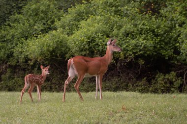 Ak kuyruklu geyik doe ve açık bir çayırda, açık kahverengi.