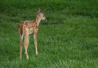 Ak kuyruklu geyik geyik yavrusu olarak yaz aylarında bir çayır.