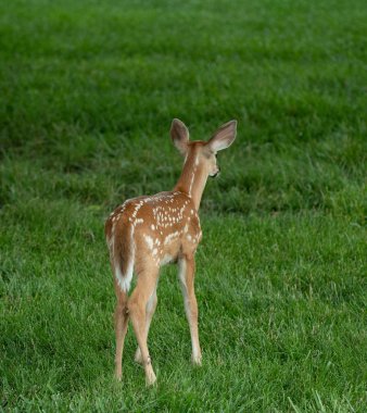 Ak kuyruklu geyik lookigng uzak bir çayır noktalar ile yaz aylarında açık kahverengi.