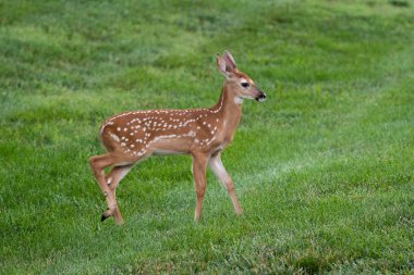 Ak kuyruklu geyik geyik yavrusu olarak yaz aylarında bir çayır.