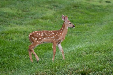 Ak kuyruklu geyik geyik yavrusu olarak yaz aylarında bir çayır.