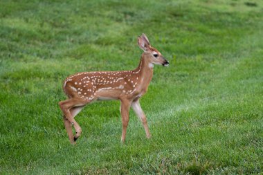 Ak kuyruklu geyik geyik yavrusu olarak yaz aylarında bir çayır.