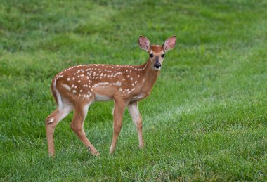 Ak kuyruklu geyik geyik yavrusu olarak yaz aylarında bir çayır.