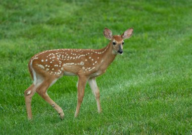 Ak kuyruklu geyik geyik yavrusu olarak yaz aylarında bir çayır.