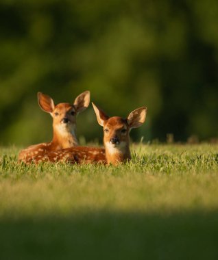Yaz aylarında açık bir alana yataklı iki ak kuyruklu geyik fawns