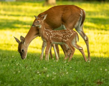 Ak kuyruklu geyik doe ve yaz aylarında açık bir çayırda, açık kahverengi