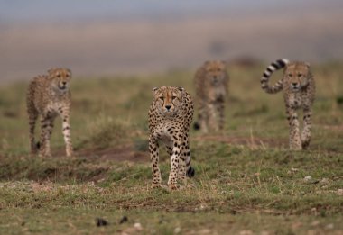 Dört çitalar Kenya'daki Masai Mara Game Reserve avcılık