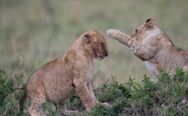 Kenya'daki Masai Mara oyun rezerv, kill sitesinde besleme sonra oynayan iki aslan küp