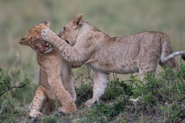 Kenya'daki Masai Mara oyun rezerv, kill sitesinde besleme sonra oynayan iki aslan küp